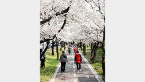 대구 도심 벚꽃 활짝