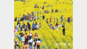 ‘낙동강 유채꽃 축제’ 9~17일 열려 