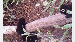 지리산 반달가슴곰 첫 삼둥이 “경사났네” 