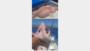 외계생명체 같은, ‘검은 눈을 가진 분홍 상어’