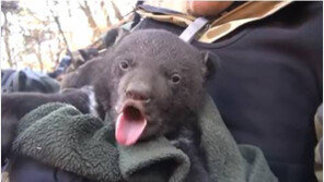 지리산 반달가슴곰, 세쌍둥이 출산..44마리로 늘어