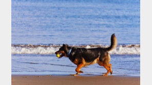 천진난만한 개..웃을 수만은 없다?