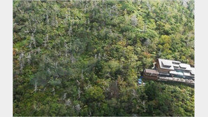 “한반도 기후변화로 침엽수 고사…내륙지역서 발견된 것은 처음”