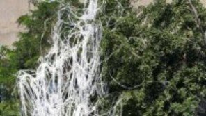 ‘이승만 시 공모전’ 수상작 취소 알고보니…‘니가 가라 하와이’ 이승만 폄훼? 