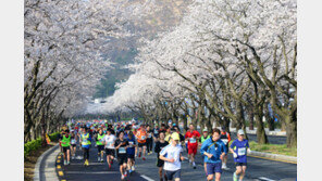 레포츠+관광…벚꽃마라톤, 세계가 뛴다
