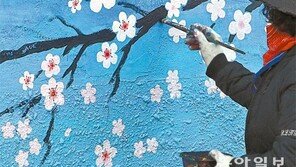 [포토에세이]활짝 핀 벚꽃을 담장에 그대로