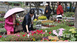 5일 식목일 “어떤 나무가 좋을까”