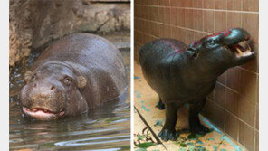 [단독]홀아비 피그미하마, 30년 연하와 결혼해요
