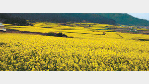 진도군 소포마을 “유채꽃밭에 그림을 그리세요”