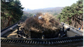 왕이시여 시원하십니까? 