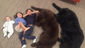 “인형 아닌가요?”… 보고도 믿지 못할 대형견 ‘눈길’