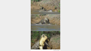 악어 사냥하는 재규어, 놀라워