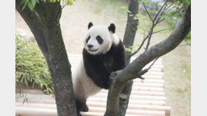 판다 러바오 애교만점, 소심한 아이바오는 나무 위에만…