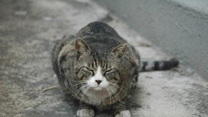 길고양이 600마리 도살 50대 집행유예