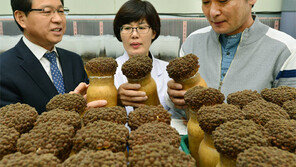 ‘갈색팽이버섯’ 유럽-동남아 식탁 오른다