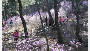 괴산 ‘산막이 옛길’ 진달래꽃 만발