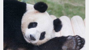 애교男-소심女 中 판다커플 “21일 집들이 오세요”