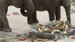 서울대공원 대식가는 아시아 코끼리… 하루 100kg 쓱싹 1위