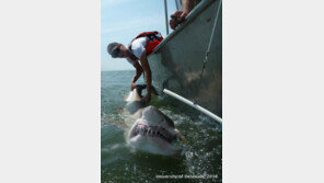 무시무시한 상어를 귀여워하는 과학자