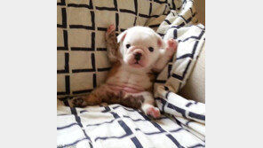 귀여운 만세 강아지 ‘인기’