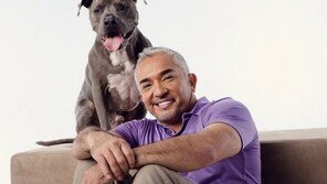 도그 위스퍼러 '시저 밀란', 아시아 4개국 행동교육 투어