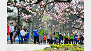 경산 복사꽃길 걷기대회