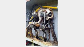 어쩌다? 전기함에서 감전된 뱀 두 마리