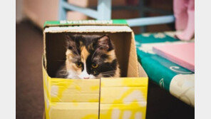 고양이가 종이박스를 좋아하는 이유