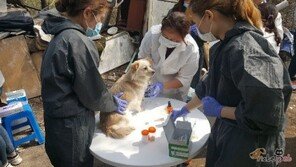 대전시?수의사회, 유기동물 진료봉사
