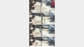 드롭킥으로 사람 공격~ 원숭이의 ‘격투 기술’ 깜짝