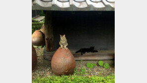 고양이가 맞이하는 미술관