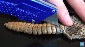 초당 50회 소리내는 방울뱀 꼬리, 안에 뭐가 들었나 잘라보니… 