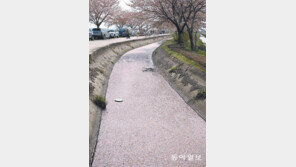 벚꽃으로 뒤덮인 농수로