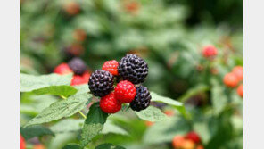 [2016 Korea Top Brand]복분자의 고유명사 고창복분자 ‘선연’ 