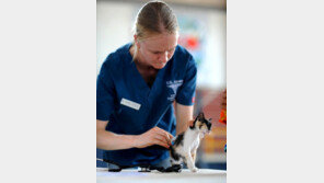 불치병 '고양이 복막염' 치료 실마리 풀렸다