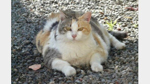 비만고양이 건강하게 살빼는 법