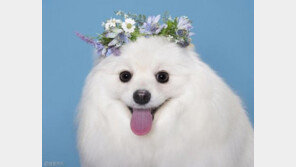 펫모델 콘테스트에서 우승한 아이들을 공개합니다