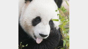 에버랜드 40돌… 2억2300만명 찾은 세계적 테마파크로 