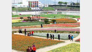 포항 뱃머리마을서 24일까지 튤립잔치