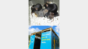 자기복제에서 전기생산까지… ‘오줌의 재발견’