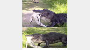 악어가 악어를 사냥해 ‘포착’