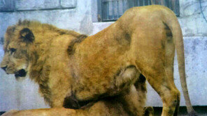 ‘정글의왕’ 수컷 사자 2마리가 짝짓기, 헉! 동성애 사자라니…