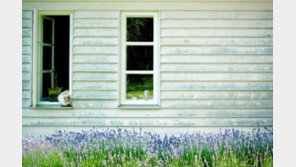 집수리하다 반려동물 잡을라..‘위험 7가지’