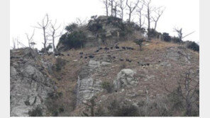 지금 남쪽바다는 '염소 소탕중'