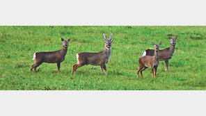 제주도 “야생노루 포획기간 2019년까지 3년 연장” 