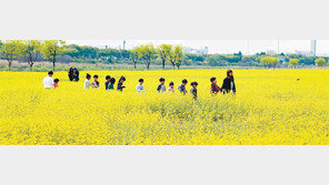 유채꽃 활짝 핀 노곡섬