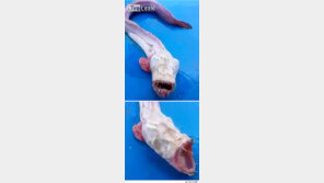 태국에서 괴상한 심해 물고기 잡혀