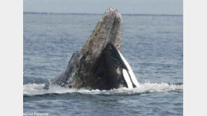 “붙어볼까?” 고래 공격하는 고래 ‘포착’