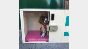 뉴욕에 등장한 첨단 '반려견 보관함'