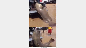 몸부림치는 거대한 덩치의 ‘괴수 물고기’ 정체는?